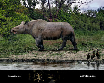 Aceratherium