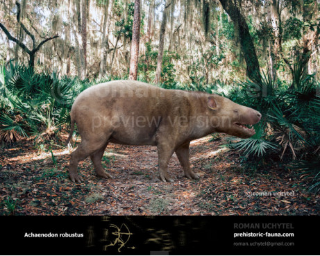 Achaenodon robustus