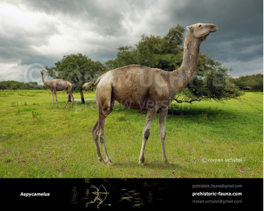 Titanotylopus nebraskensis image buy Uchytel