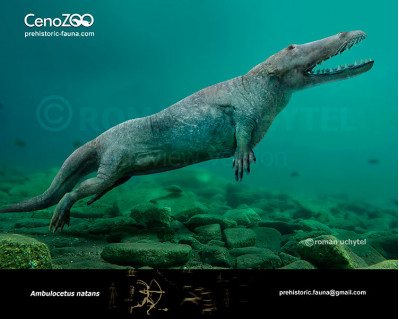 Ambulocetus natans