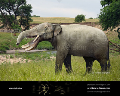 Amebelodon