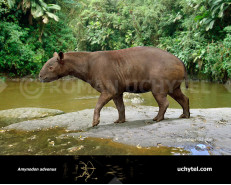 Amynodon advenus