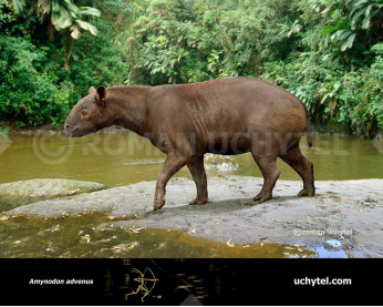 Amynodon advenus Amynodon advenus