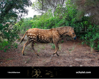 Anchitherium  Anchitherium