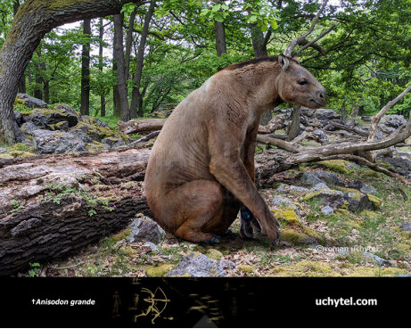 Anisodon (Chalicotherium) grande 