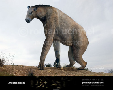 Anisodon (Chalicotherium) grande 