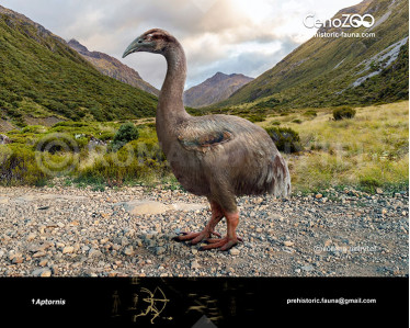 Devincenzia image buy Uchytel