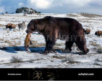 Короткомордий ведмідь (Arctodus simus або Short-faced bear)