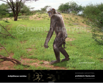 Ardipithecus ramidus Ardipithecus ramidus