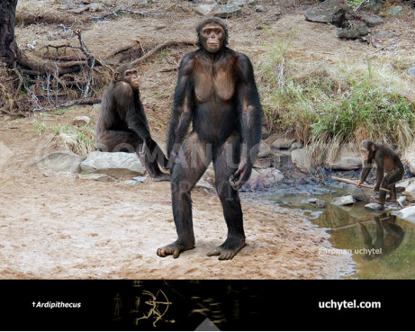 Ardipithecus ramidus