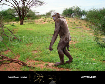 Ardipithecus ramidus