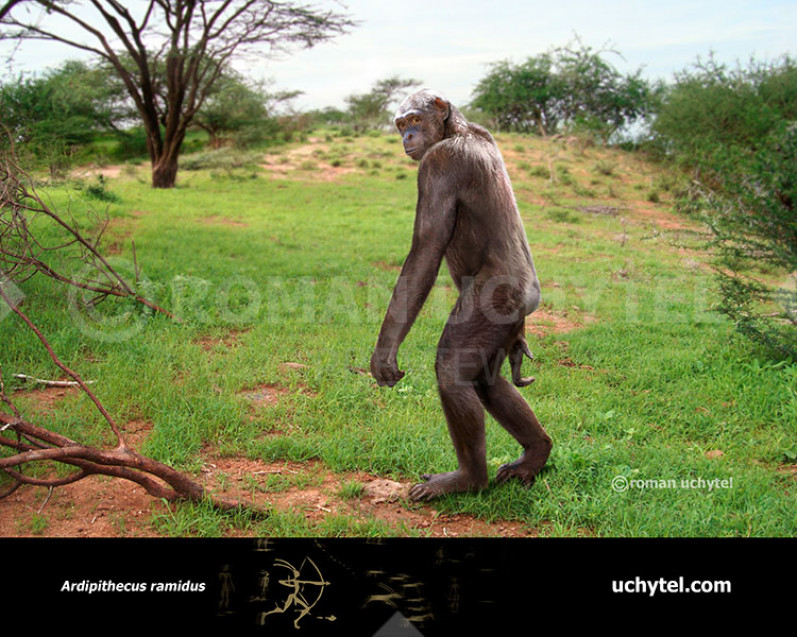 Ardipithecus ramidus Ardipithecus ramidus
