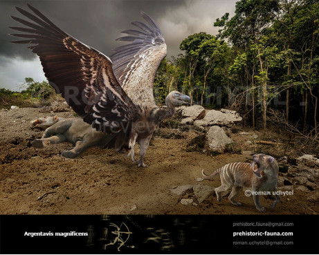 Argentavis magnificens