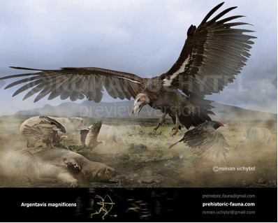 Argentavis magnificens