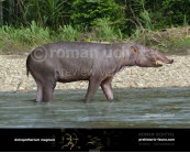 Astrapotherium magnum