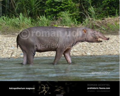 Astrapotherium magnum