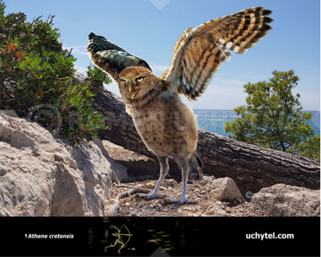 Cretan owl