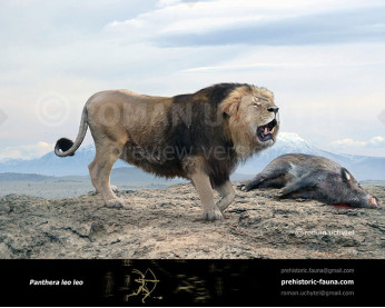 Barbary lion Barbary lion