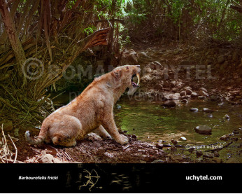 Barbourofelis fricki