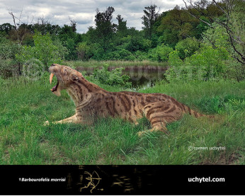 Barbourofelis morrisi Barbourofelis morrisi