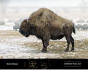 Bison antiquus (Ancient bison)