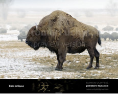 Bison antiquus (Ancient bison)