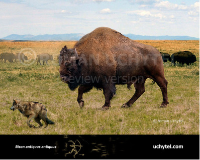 Bison antiquus (Ancient bison)