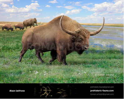 Bison latifrons (Giant North American Bison)