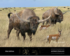 Bison latifrons (Giant North American Bison)