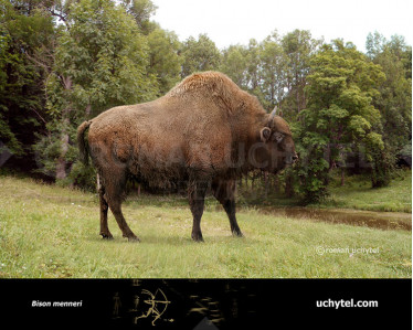 Bison sivalensis зображення купити недорого Uchytel