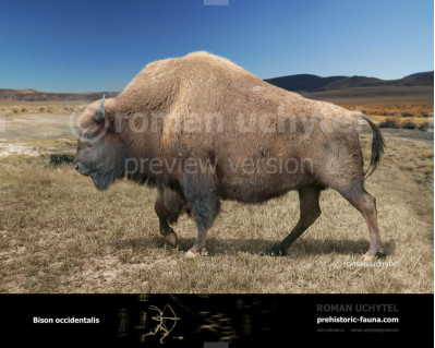 Bison occidentalis