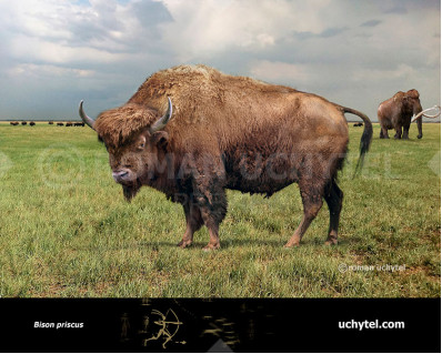 Bison priscus (Steppe bison)