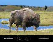 Pleistocene woodland bison