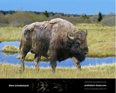 Pleistocene woodland bison