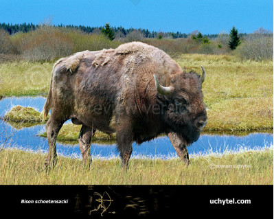 Pleistocene woodland bison