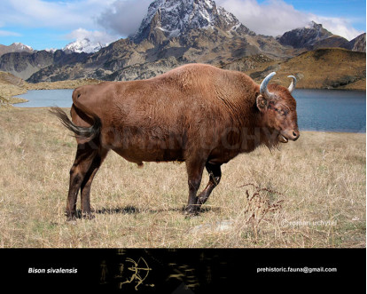 BAISON(•ө•)ページ Bison sivalensis зображення купити недорого Uchytel