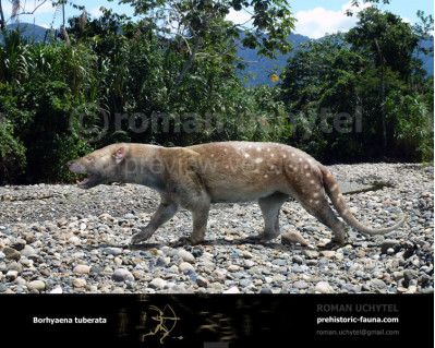 Borhyaena