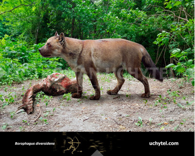 Borophagus diversidens