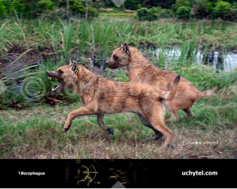 Borophagus diversidens