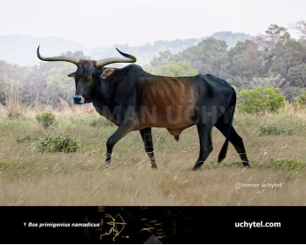 Indian auroch (Bos primigenius namadicus)