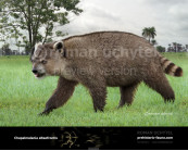 Giant Raccoon (Chapalmalania altaefrontis)