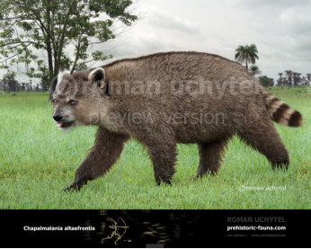 Giant Raccoon (Chapalmalania altaefrontis) Giant Raccoon (Chapalmalania altaefrontis)