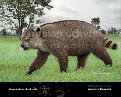 Giant Raccoon (Chapalmalania altaefrontis)