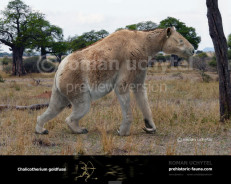 Chalicotherium goldfussi