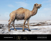 Camelops hesternus