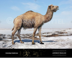 Camelops hesternus