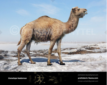 Titanotylopus nebraskensis image buy Uchytel