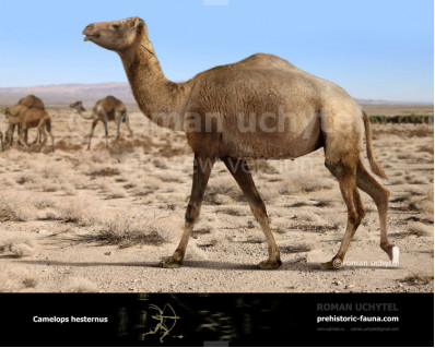 Camelops hesternus