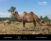 Camelus knoblochi