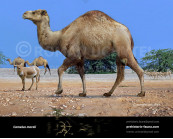 Syrian camel